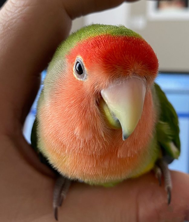 Bingo the lovebird is clearly not afraid of hands anymore, lovebirds