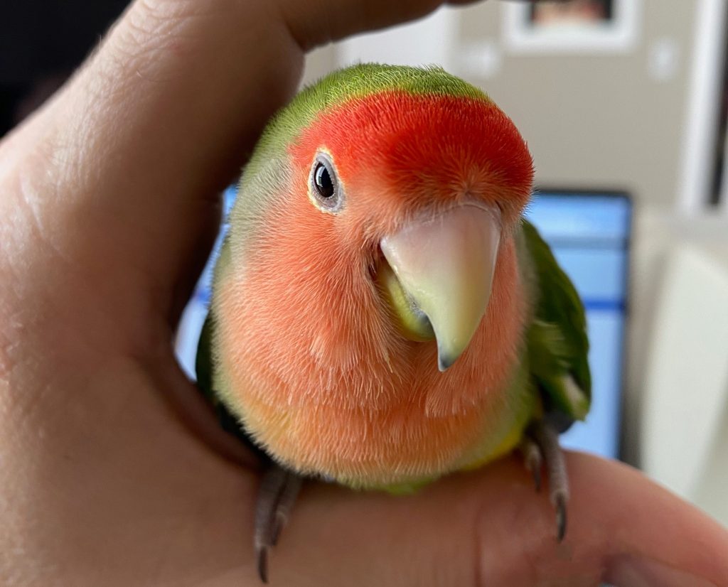 Bingo the lovebird is clearly not afraid of hands anymore, lovebirds
