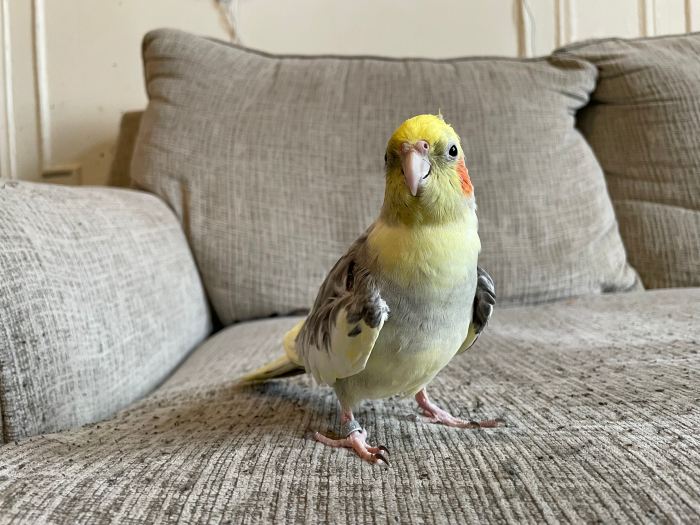 Bubs the cockatiel, Photo Emily Davenport