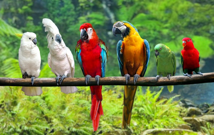 Larger parrot breeds