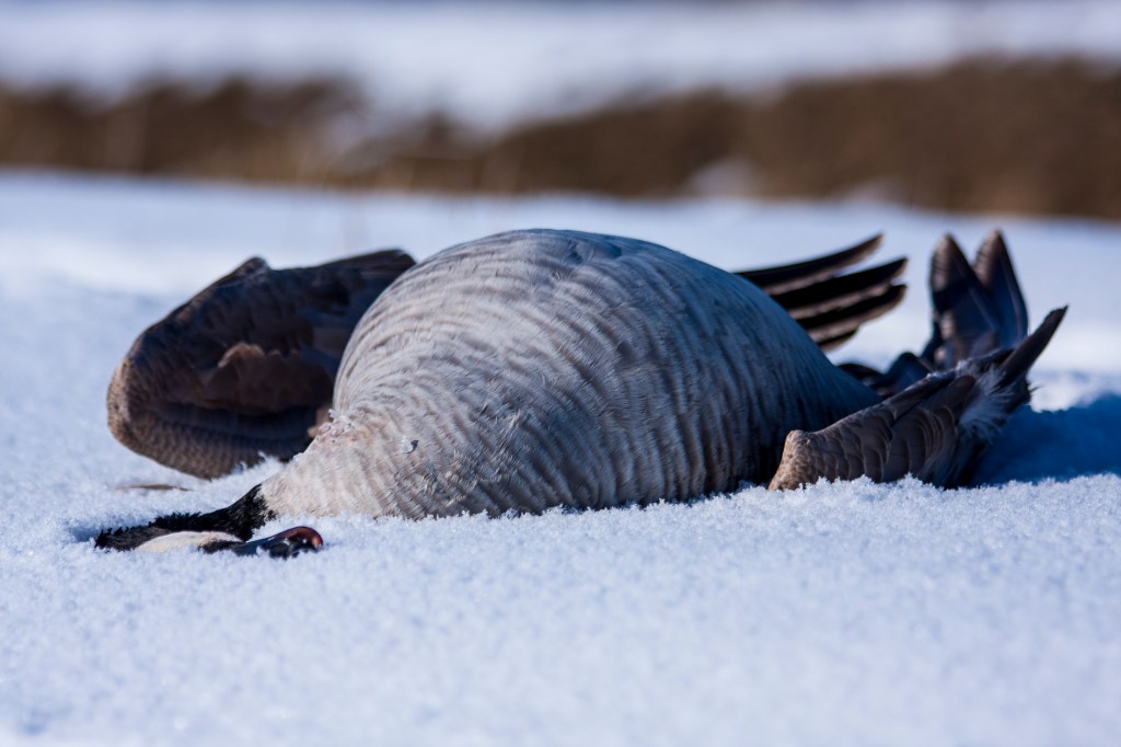 Dead Canada geese are being discovered across the East End from bird flu