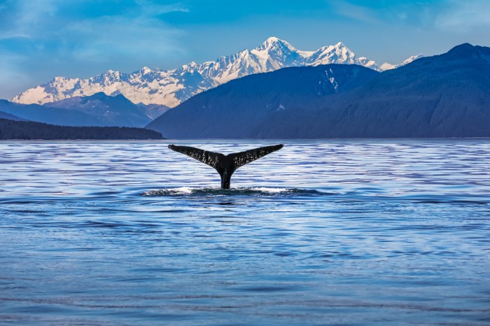 Whale Swimming In Sea summer in the north alaska shinnecock