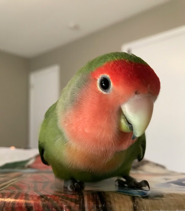 Bingo the lovebird, lovebirds
