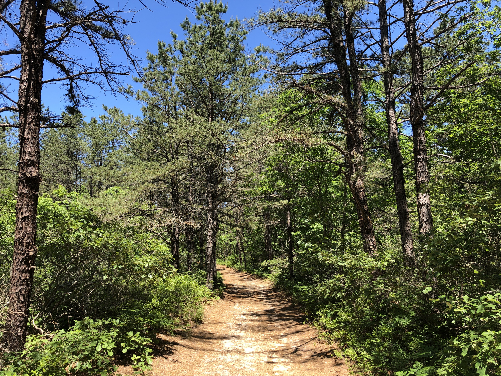 A Path Through the Forest at Brookhaven State Park on a Sunny Day in Wading River, Long Island, NY