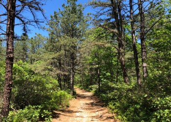 A Path Through the Forest at Brookhaven State Park on a Sunny Day in Wading River, Long Island, NY