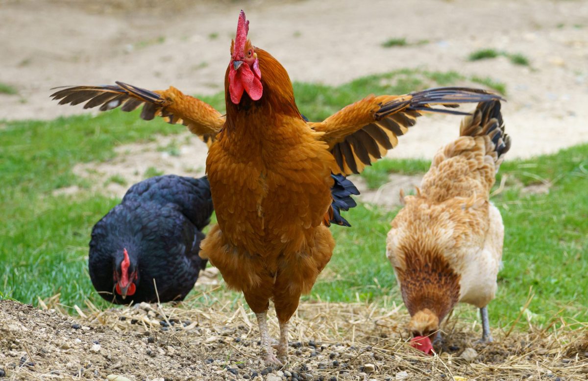A brown rooster spreads its wings in an outdoor farm setting, flanked by two chickens pecking at the ground, with grass and dirt in the background