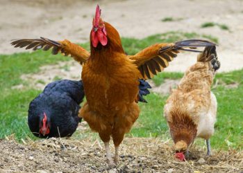 A brown rooster spreads its wings in an outdoor farm setting, flanked by two chickens pecking at the ground, with grass and dirt in the background