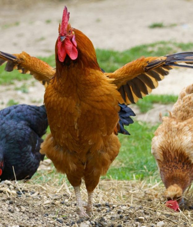 A brown rooster spreads its wings in an outdoor farm setting, flanked by two chickens pecking at the ground, with grass and dirt in the background