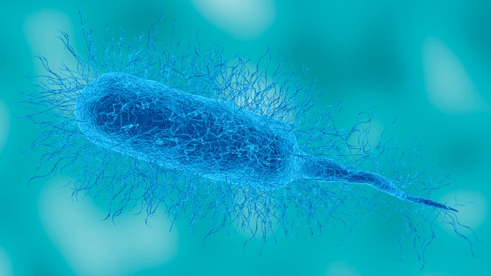 Vibrio vulnificus bacterium in detailed microscopic view. This pathogen causes necrotizing fasciitis