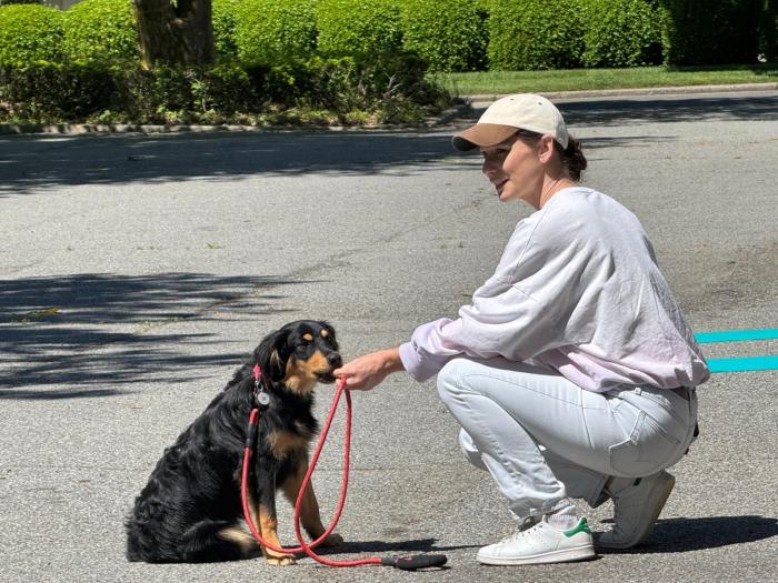 At Southampton Dog, experienced trainers will uniquely tailor you and your pet's needs.