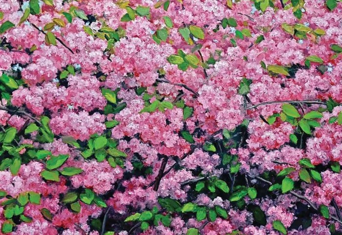 Cover_DansPeikonCrop