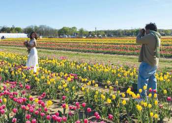 The Waterdrinker Farm Tulip Festival is loaded with photo ops