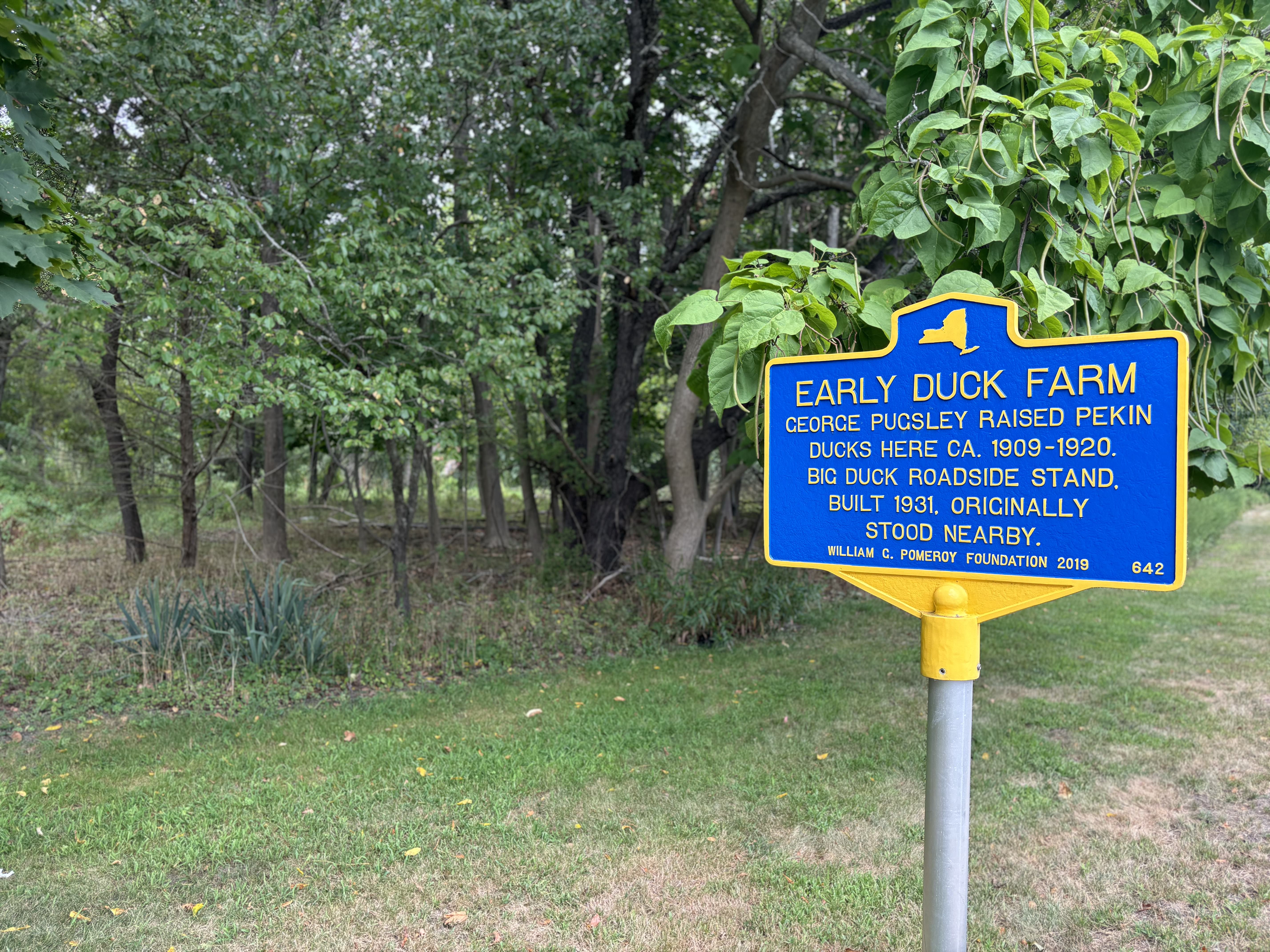 early duck farm