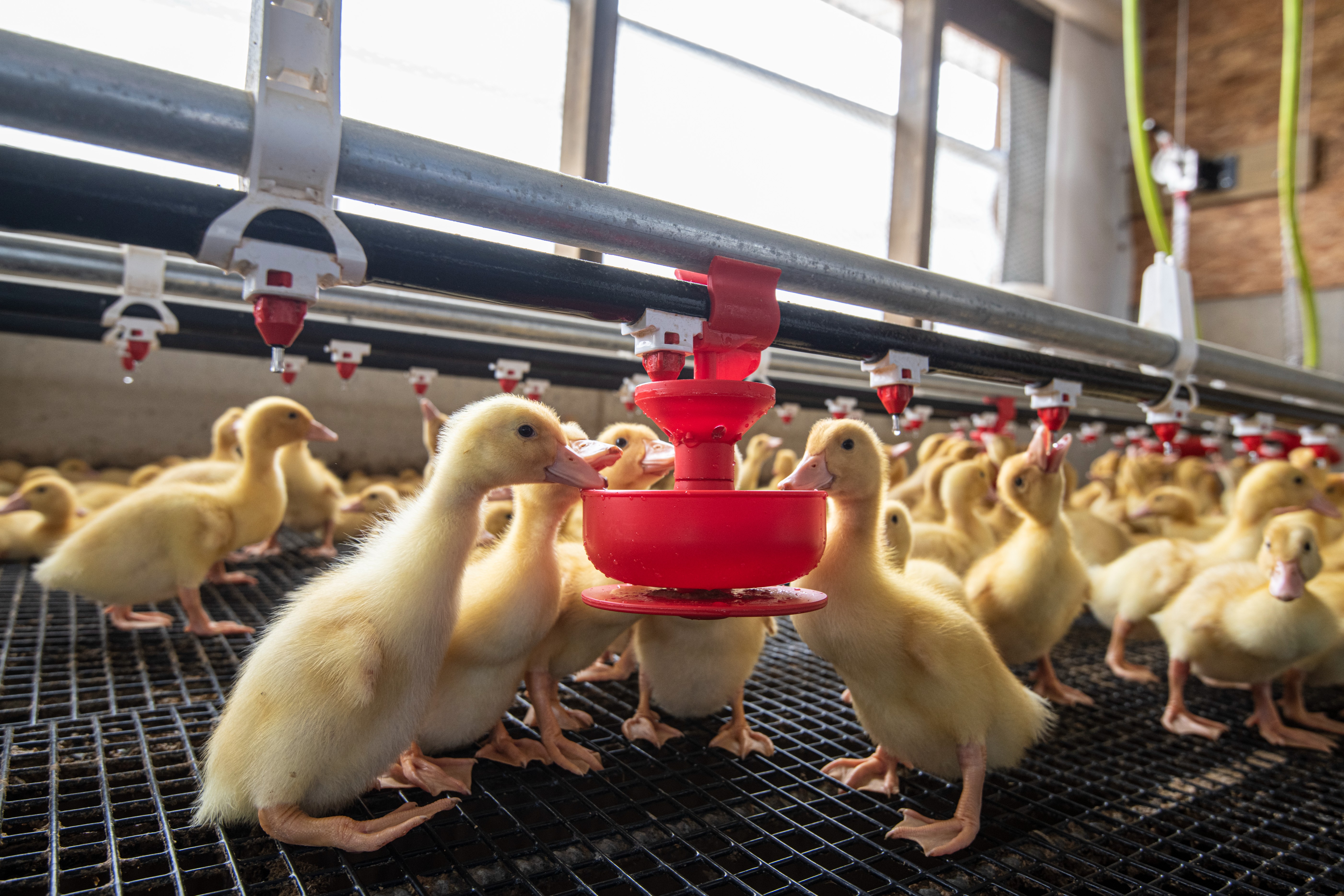 Ducklings at the Joe Jurgielewicz & Son Duck Farm in Hamburg, Pennsylvania. They are descendants of Long Island ducks.